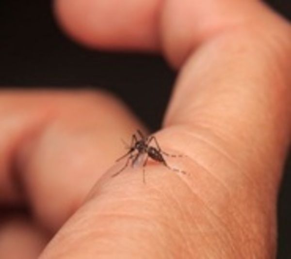Dengue en la frontera: Piden extremar cuidados al viajar a Paraguay - Paraguay.com