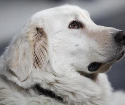 Zero, el valiente perrito que perdió la vida por salvar a sus dueños en un tiroteo