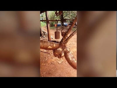 COSECHAN ENORME MANDIOCA EN CAMBYRETÁ