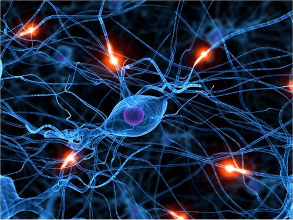 El cerebro humano genera nuevas neuronas hasta los 90 años