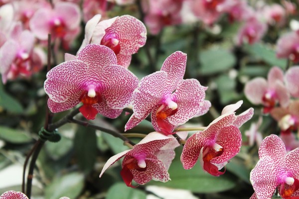 Apuntan a triplicar producción de orquídea en Paraguay - ADN Paraguayo