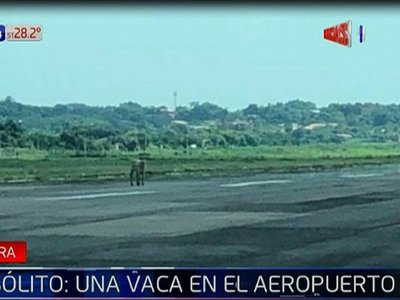 Tras ingreso de vaca a pista del Silvio Pettirossi, toman medidas