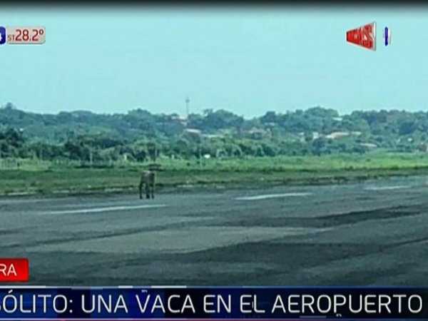 Tras ingreso de vaca a pista del Silvio Pettirossi, toman medidas