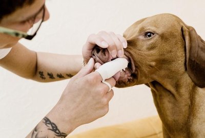 Es importante limpiar los dientes de perros y gatos - Mascotas - ABC Color