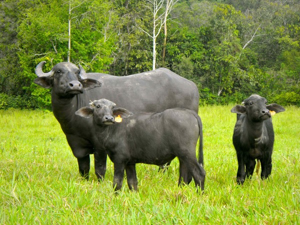 Productores de búfalos participaran por primera en la Expo de Mariano Roque con animales