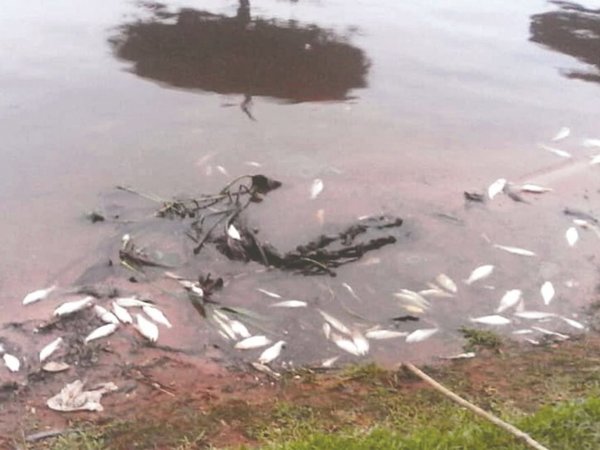 Inquietante muerte de peces ya generó veda por miedo