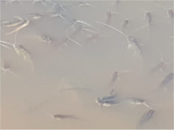 Inundaciones y el calor serían las causas de la mortandad de peces