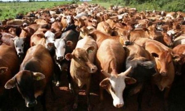 Culminó el primer periodo de vacunación contra la Fiebre Aftosa y Brucelosis Bovina - Edicion Impresa - ABC Color