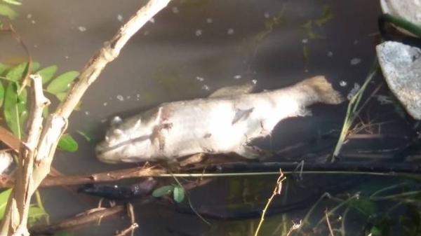 Mortandad de peces responde a proceso natural y piden no consumirlos
| Paraguay en Noticias