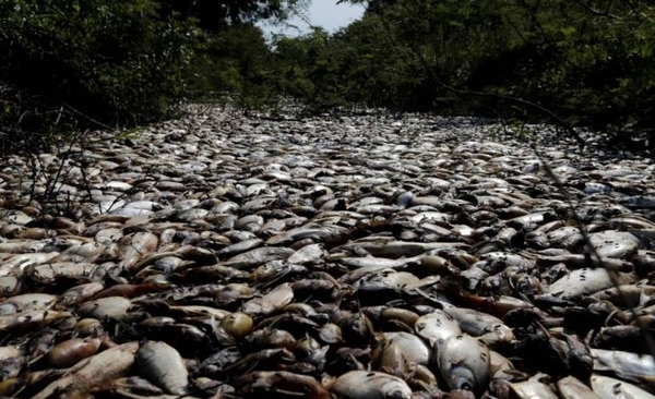 HOY / Paraguay: peces mueren por 'exceso de agua, ahogados', en Brasil: derrame tóxico en río