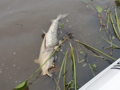 Analizarán peces y agua del río Paraguay | Paraguay en Noticias 