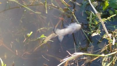 Mades analizará agua donde se registran mortandad de peces » Ñanduti