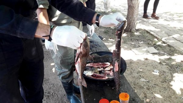 Mortandad de peces: “Difícil” relación entre Brasil y Paraguay - Nacionales - ABC Color