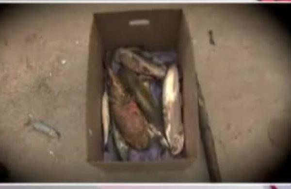Marcelo Valiente: 'Tenemos un caso cíclico anual de mortandad de peces' - C9N