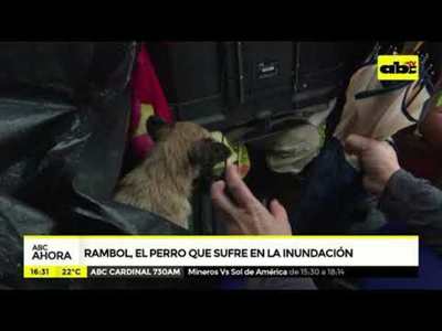 Rambol, el perrito que sufre en la inundación - Tv - ABC Color