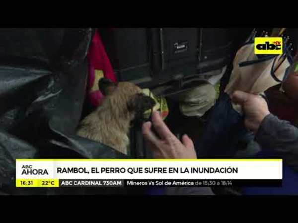 Rambol, el perrito que sufre en la inundación - Tv - ABC Color