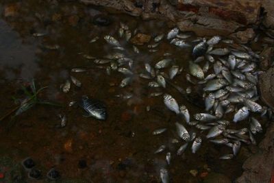 Investigarán si llegó hasta aquí la contaminación originada en Brasil