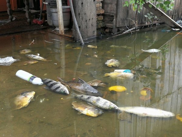Mades: mortandad no se debe a agrotóxicos | Paraguay en Noticias