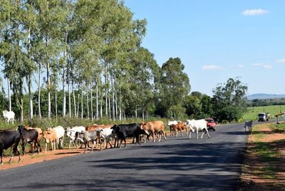 Animales sueltos en la ruta - Edicion Impresa - ABC Color