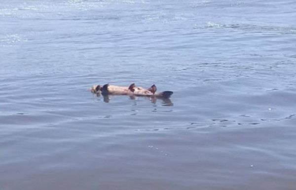 MADES cree que es difícil que peces mueran por contaminación - Radio 1000 AM