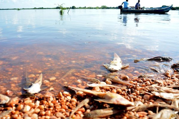 Recomiendan no consumir peces muertos | Paraguay en Noticias