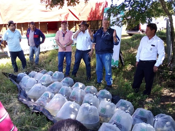 Piscicultores reciben alevines para la siembra en estanques - ADN Paraguayo