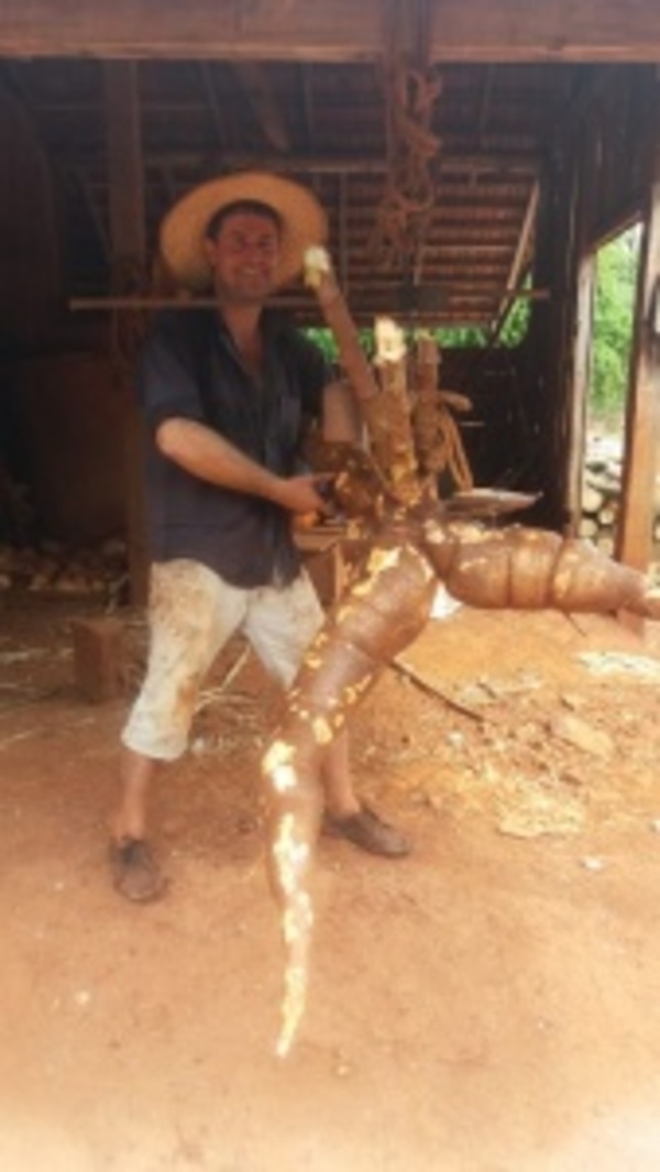 Cosechan 45 kilos de mandioca, de una sola planta en Cambyretá - ADN Paraguayo