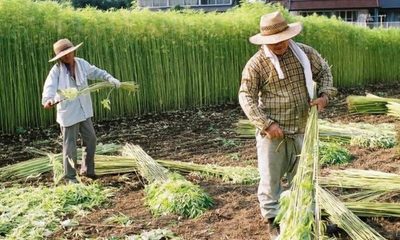 Industrializar el cáñamo de cannabis, revolucionará la agricultura