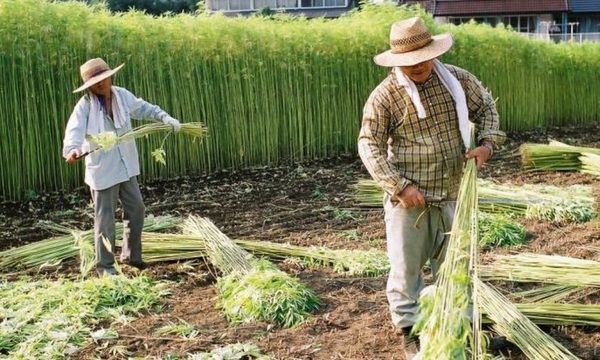 Industrializar el cáñamo de cannabis, revolucionará la agricultura