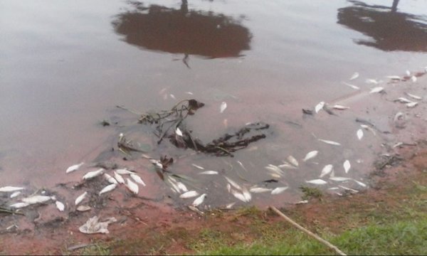 Sacan peces muertos del río - Nacionales - ABC Color