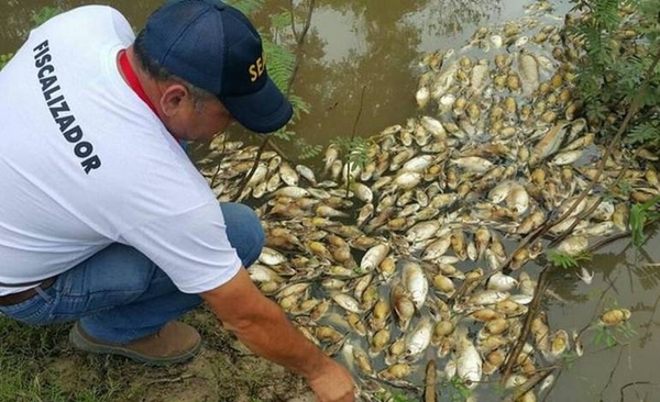 HOY / La gente saca en bolsas los peces muertos, pero Salud recomienda no consumirlos