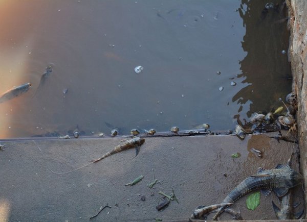 Cónsul en Matto Grosso descarta contaminación química en aguas del río Paraguay » Ñanduti