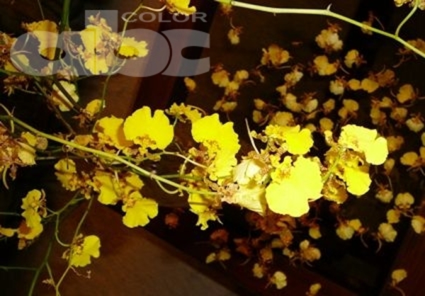 Taiwán cooperará para comerciar orquídeas - Edicion Impresa - ABC Color