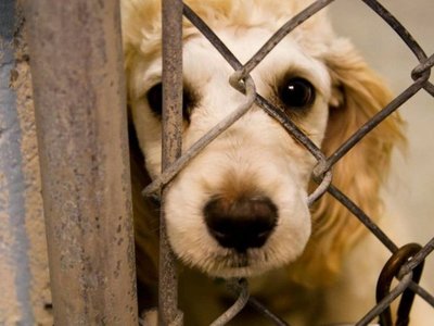 Imputan a hombre que clavó a un perro con tijera