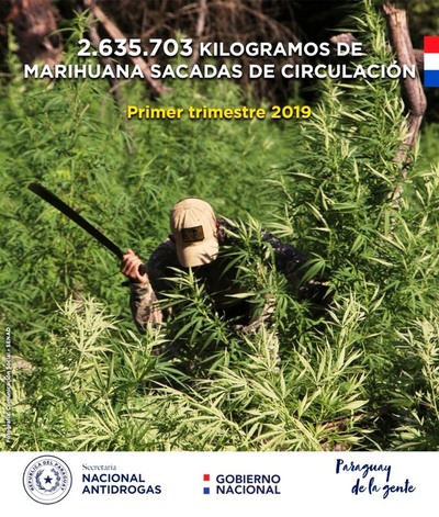 Senad duplica incautación de marihuana en relación al primer trimestre del 2018 | .::Agencia IP::.