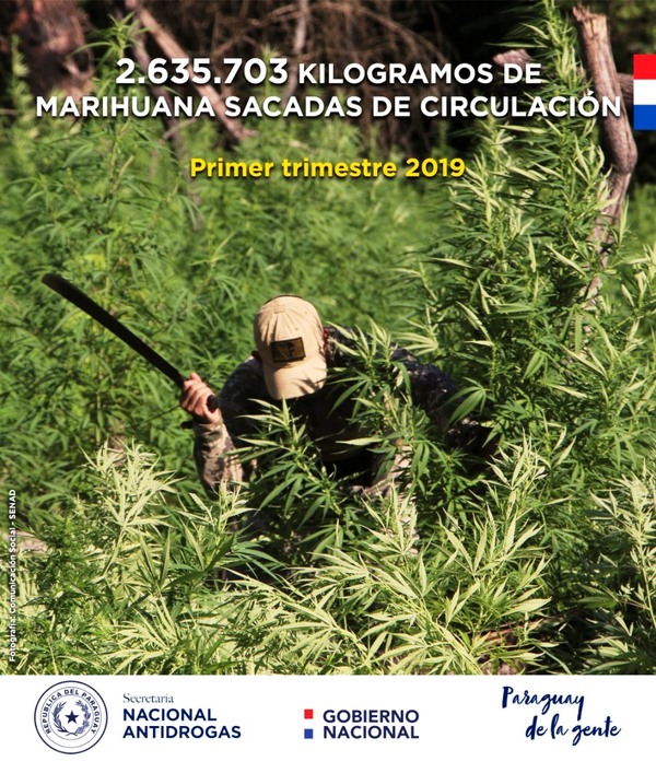 Senad duplica incautación de marihuana en relación al primer trimestre del 2018 | Paraguay en Noticias 