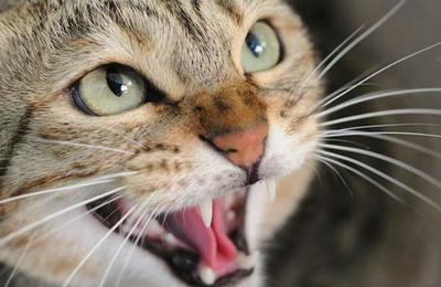 Gata callejera ataca solo a hombres y perros: creen que se debe a un trauma - C9N