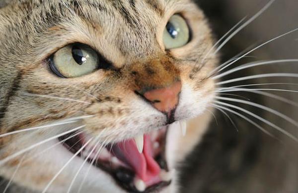 Gata callejera ataca solo a hombres y perros: creen que se debe a un trauma - C9N
