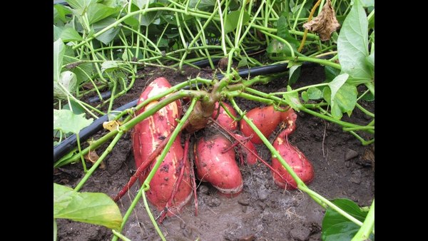 Fernheim desea potenciar rubros agrícolas no tradicionales en el Chaco