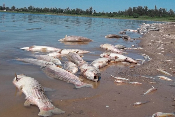 Según MADES, mortandad de peces se debió a la crecida en el norte del país