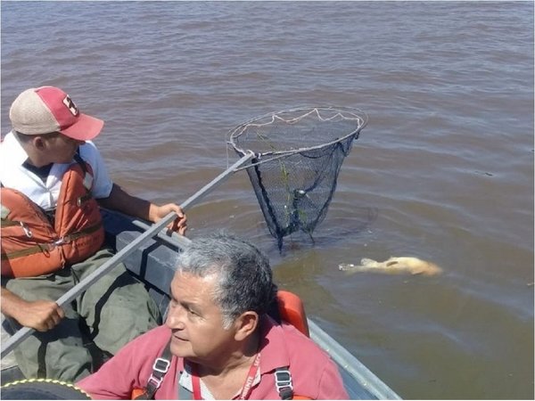 Mades aún no tiene certeza de lo que ocasionó mortandad de peces