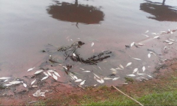 Análisis de muestras de agua del río Paraguay estarían listos el viernes » Ñanduti
