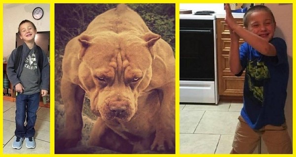 Perros asesinos de la raza Pitbull destrozan y matan a niño de 5 añitos. - Churero.com