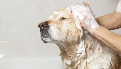 Imputan al que apuñaló a un pobre perrito