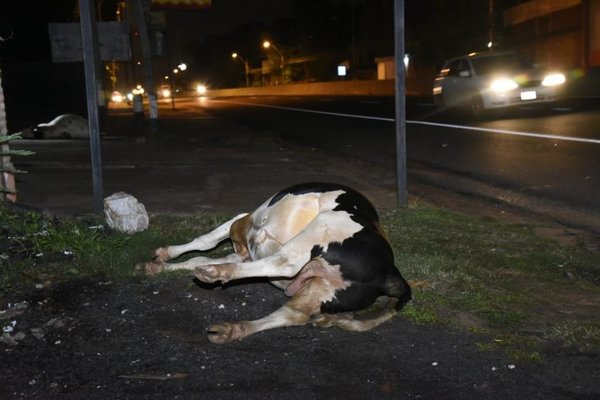 Vacas sueltas ocasionaron accidente - Nacionales - ABC Color
