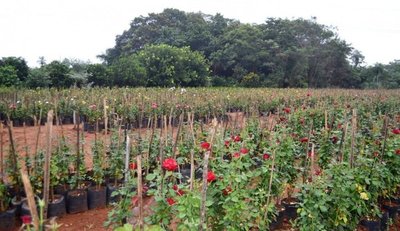 Cabañas, el jardín de la capital del Dpto. de Cordillera - Edicion Impresa - ABC Color