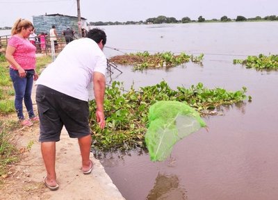 Insisten en que mortandad es por la crecida del río - Edicion Impresa - ABC Color