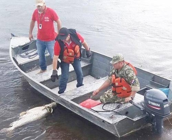 HOY / Nueva mortandad de peces: SEAM multará a responsables