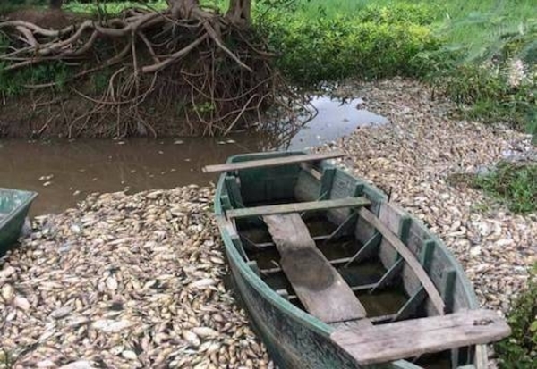 HOY / Nueva mortandad de peces, ahora en el río Confuso: no se descarta contaminación