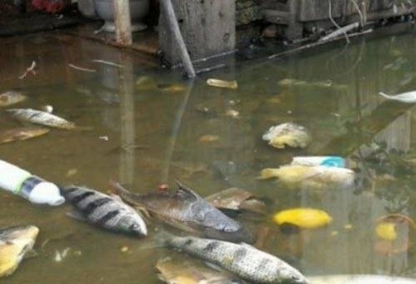 HOY / Lixiviado de basura ocasionó mortandad de peces en zona de Tablada, asegura SEAM